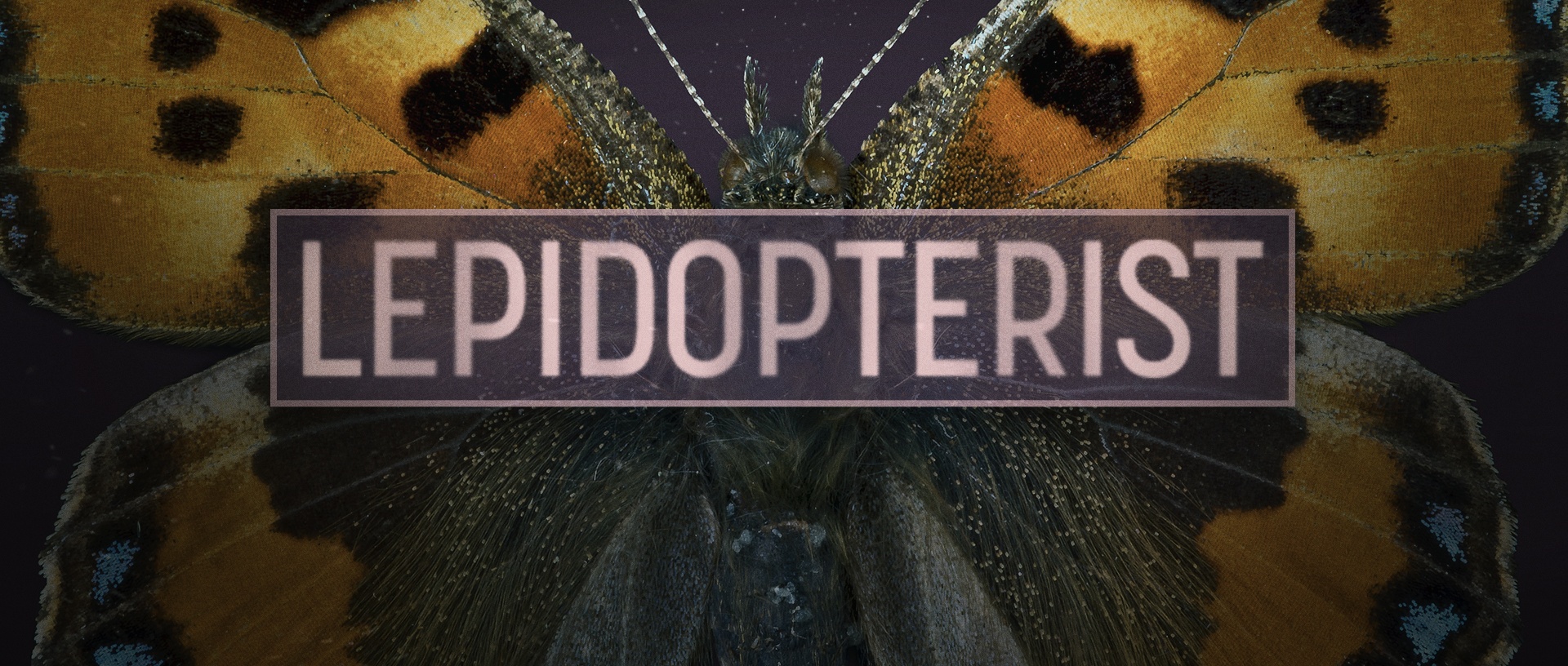 Lepidopterist Frame 8